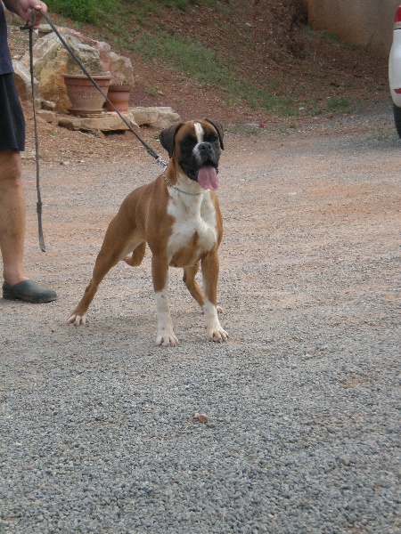 Jir Pia Salhia