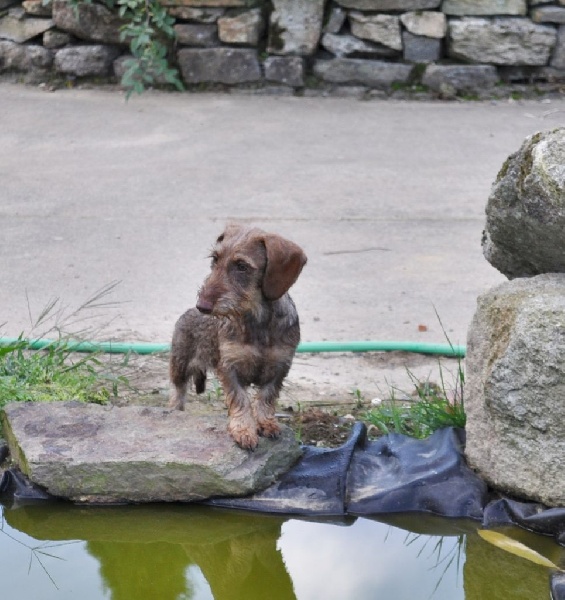 Publication : de Gouël-Roch