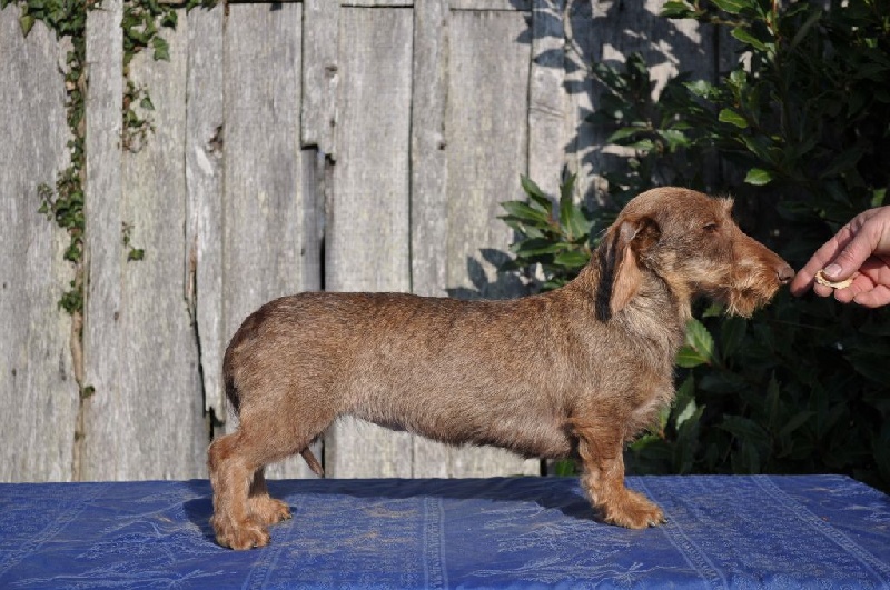 Publication : de Gouël-Roch