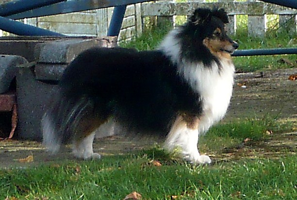 Revly brune du Trésor d'Ysatis