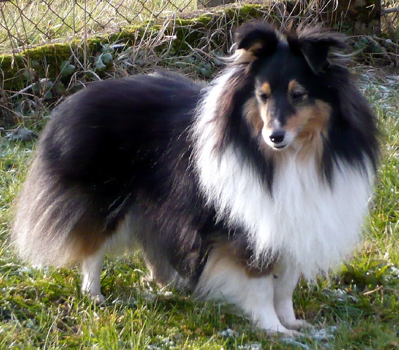 Revly brune du Trésor d'Ysatis