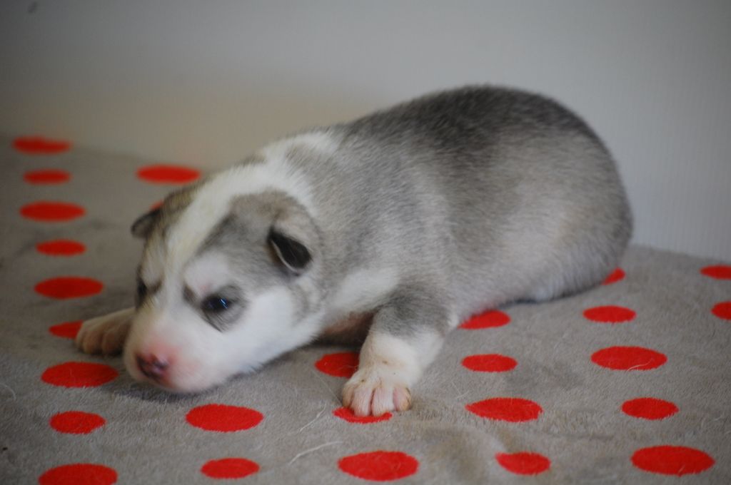 CHIOT - Siberian Husky
