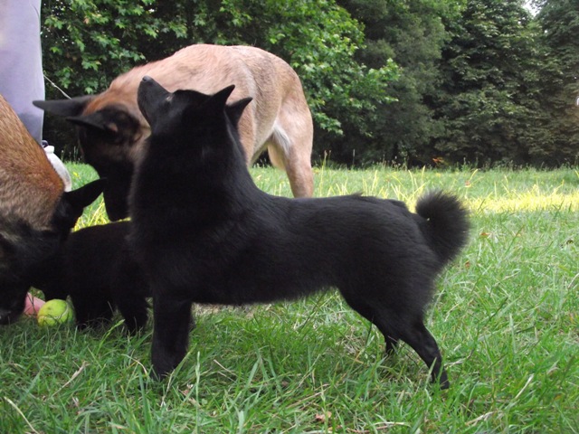 CH. Pearls tamara dite diam's Van de welhaven