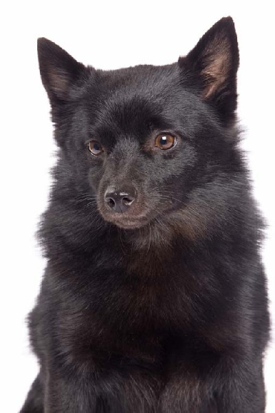 CH. Pearls tamara dite diam's Van de welhaven