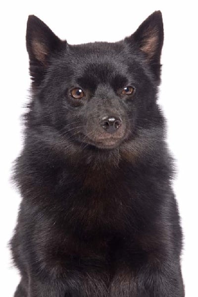 CH. Pearls tamara dite diam's Van de welhaven