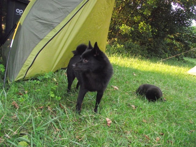 CH. Pearls tamara dite diam's Van de welhaven