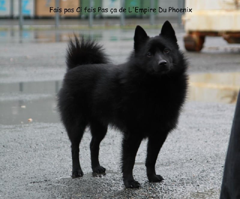 CH. Fais pas ci fais pas ca de l'empire du Phoenix