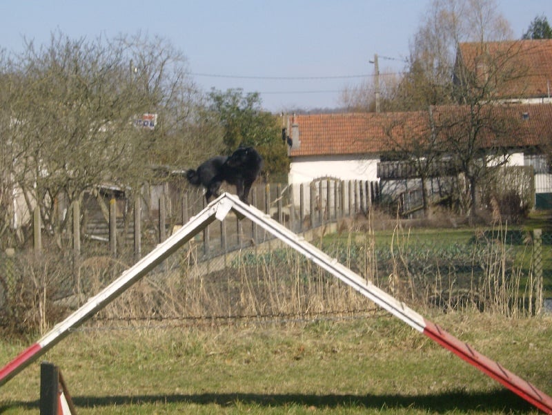 CH. Pearls tamara dite diam's Van de welhaven