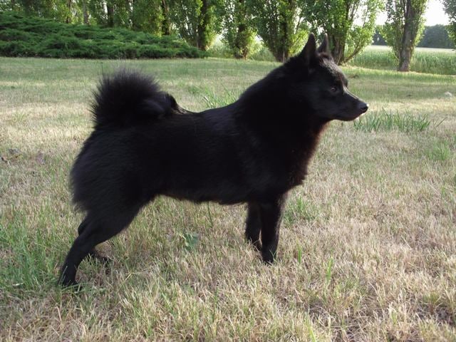 CH. Pearls tamara dite diam's Van de welhaven