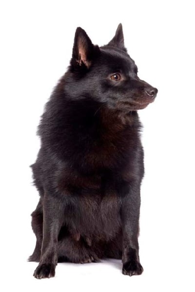 CH. Pearls tamara dite diam's Van de welhaven