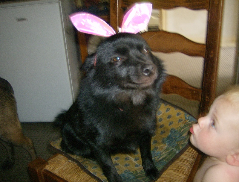 CH. Pearls tamara dite diam's Van de welhaven