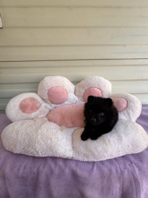 Les chiots de Schipperke