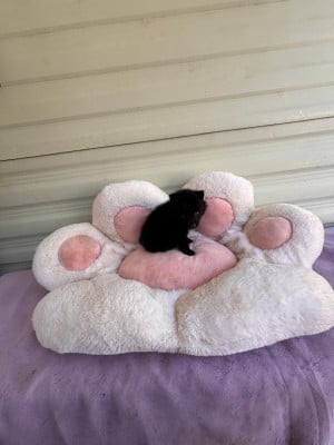 Les chiots de Schipperke