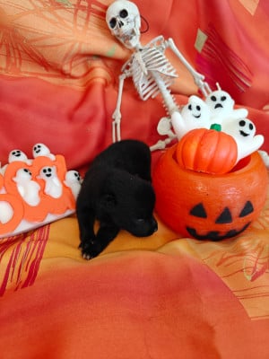 Les chiots de Schipperke
