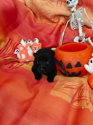 Les chiots de Schipperke