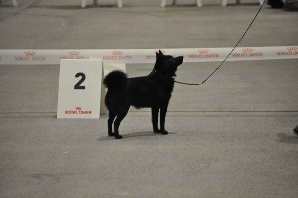 CH. pieni susi Renaître de ses cendres dite rikikite - 1 er excellent CACS CACIB BOS