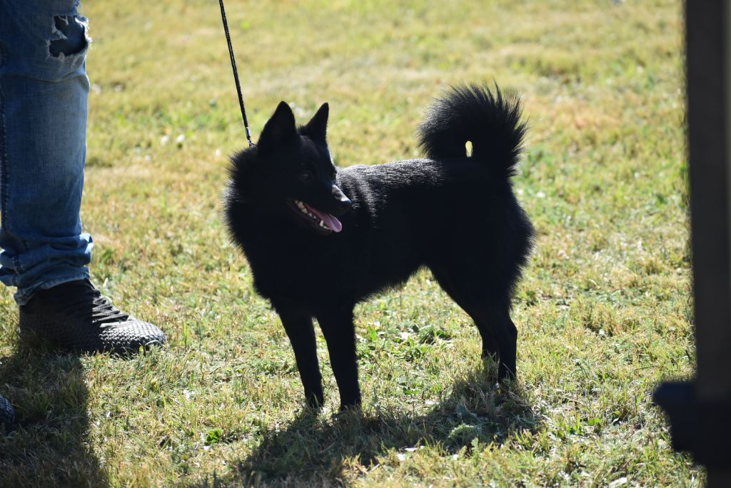CH. pieni susi Renaître de ses cendres dite rikikite - 1 ère excellent CACS