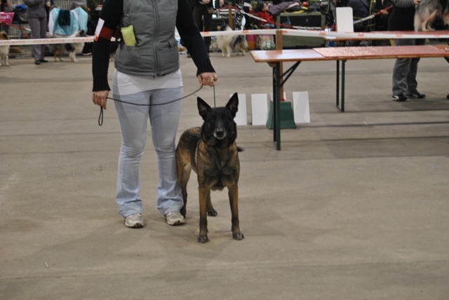 Virus Du blason à croix d'argent - Classe ouverte femelle:3ème très bon