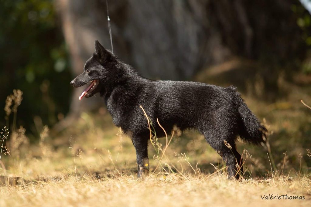 CH. pieni susi Renaître de ses cendres dite rikikite - 1 er excellent CACS BOS (MEILLEUR DE SEXE OPPOSÉ)