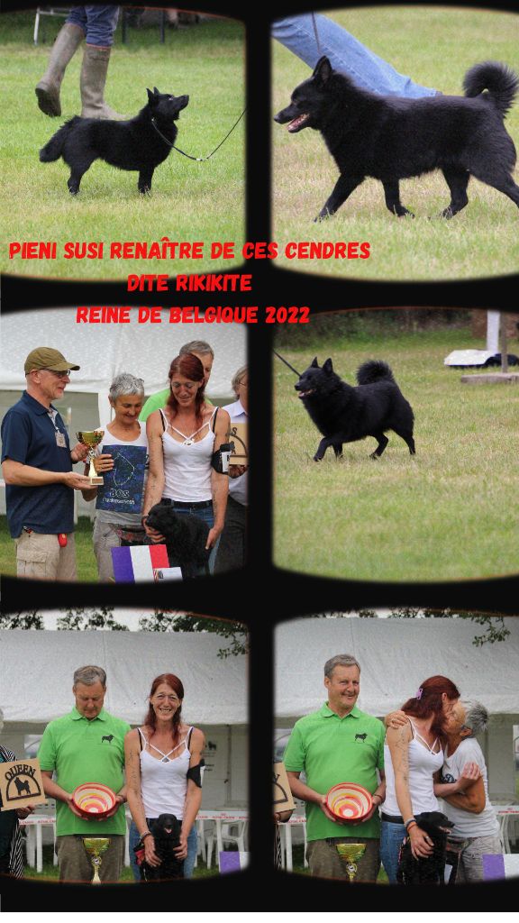 CH. pieni susi Renaître de ses cendres dite rikikite - 1 ère excellent classe champion, CAC, BOS, REINE DE BELGIQUE