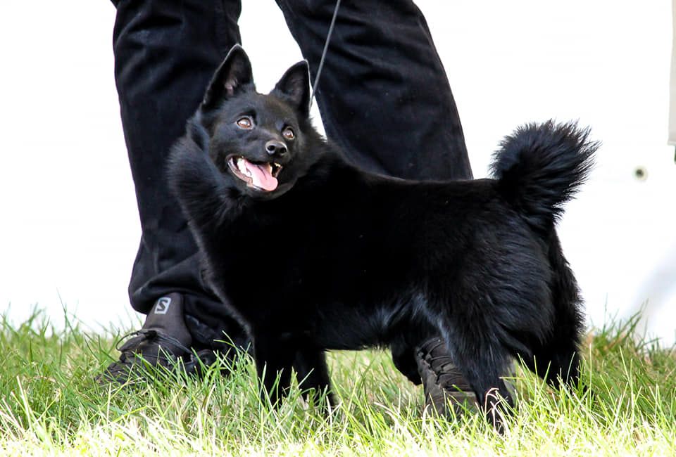 CH. pieni susi Renaître de ses cendres dite rikikite - 1 er Exc CACS Meilleur femelle.
