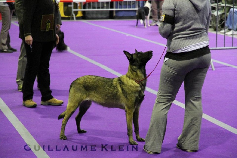 Cheyenne de l'empire du Phoenix - 1 er Très Bon classe travail