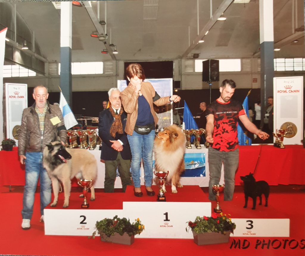 CH. pieni susi Renaître de ses cendres dite rikikite - 3 eme MEILLEUR JEUNE DU GROUPE 1