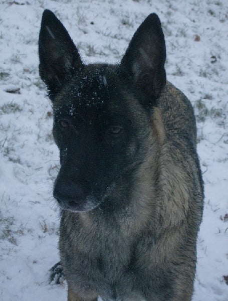Virus Du blason à croix d'argent - 3ème excellent