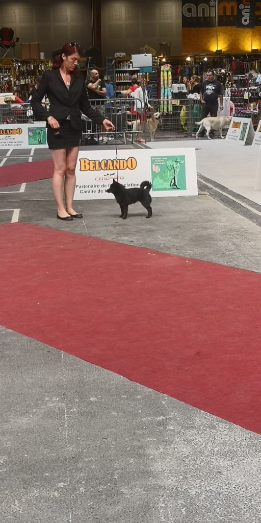 CH. pieni susi Renaître de ses cendres dite rikikite - Très prometteur MEILLEUR PUPPY