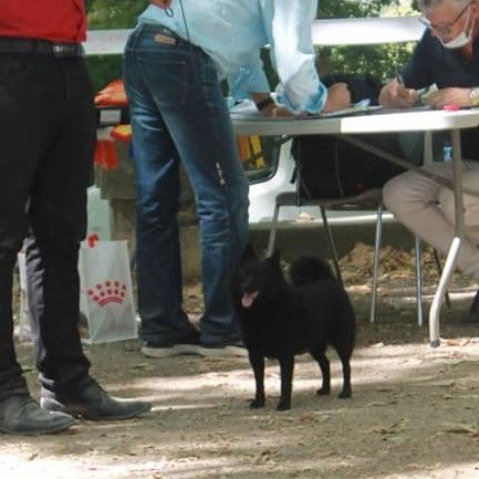 CH. pieni susi Renaître de ses cendres dite rikikite - 1er Exc CACS BOS