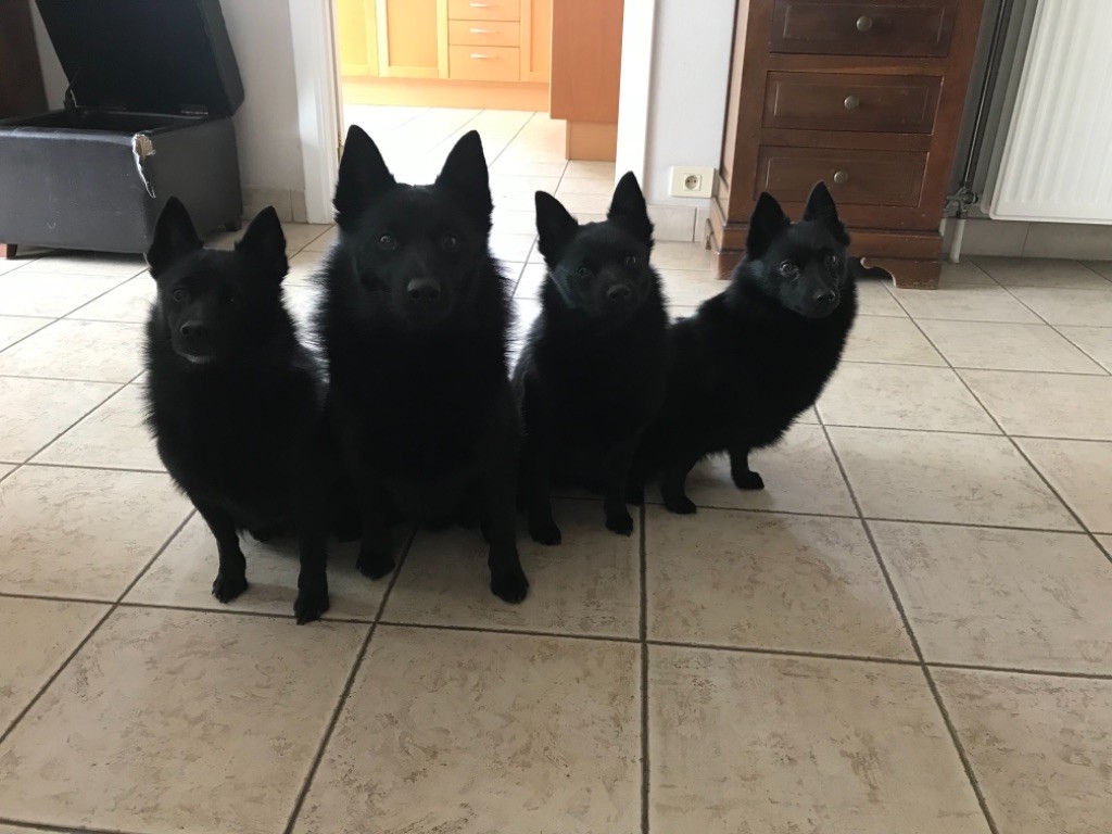 Make me happy de l'empire du Phoenix - 1 ier EXC Classe Ouverte CACS & BOS