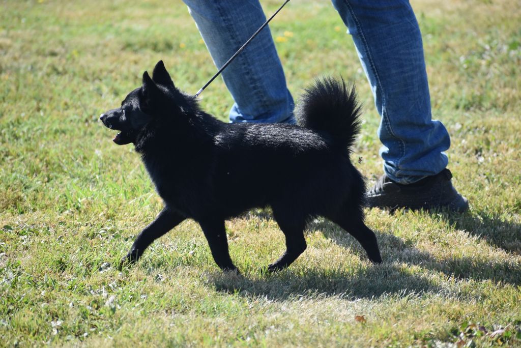 CH. pieni susi Renaître de ses cendres dite rikikite - 1 ere CACS BOB (MEILLEUR DE RACE )