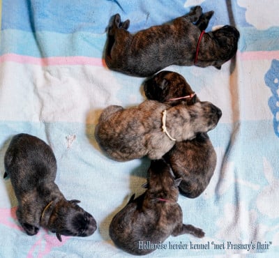 Les chiots de Berger hollandais