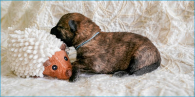 Les chiots de Berger hollandais