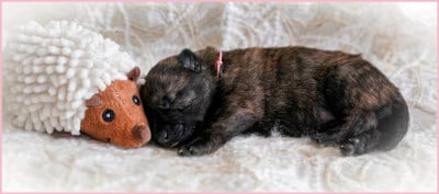 Les chiots de Berger hollandais