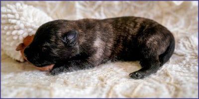 Les chiots de Berger hollandais
