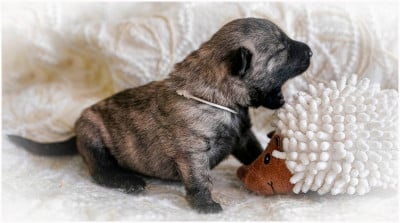Les chiots de Berger hollandais