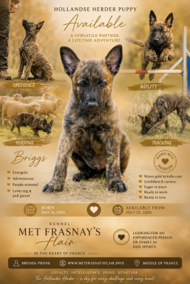 Les chiots de Berger hollandais