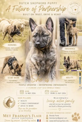 Les chiots de Berger hollandais