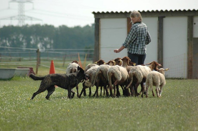 Heloise_bobbie met Frasnay's Flair - Bon 71/100