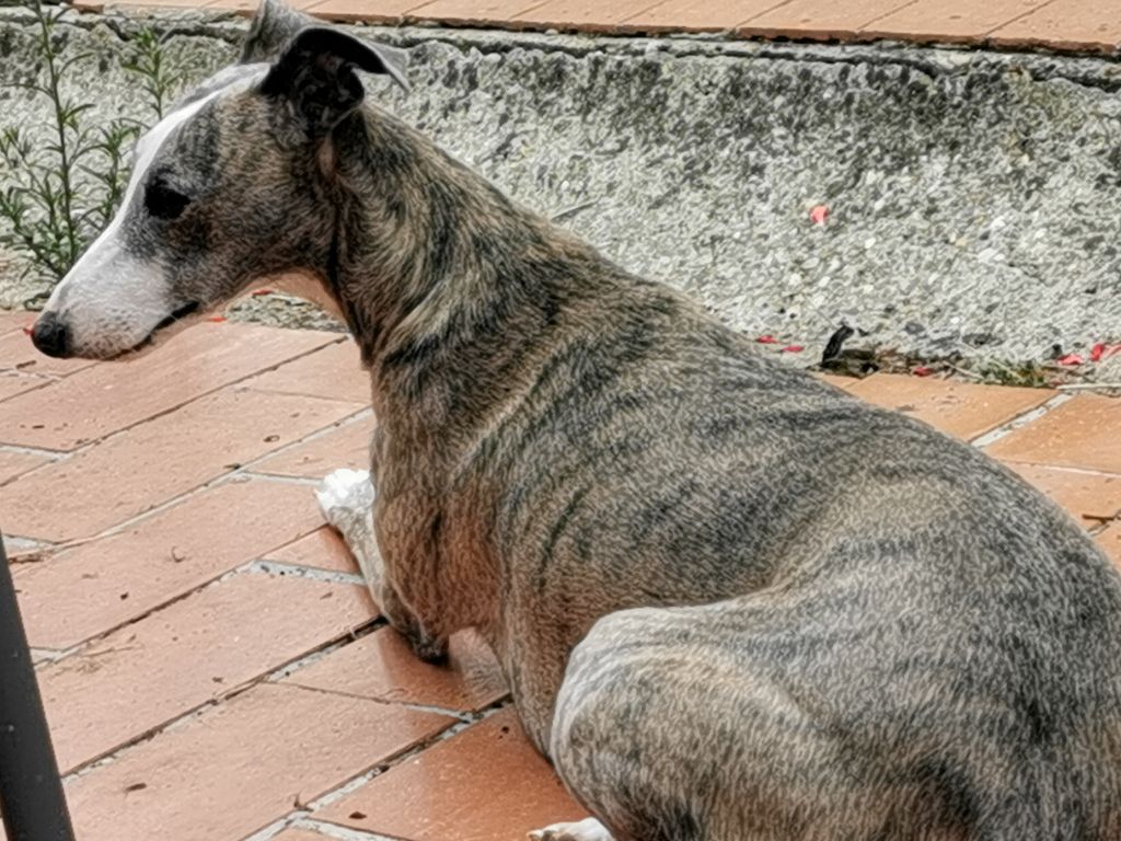 Publication : du bois de Roquelaure Auteur : Du Bois De Roquelaure