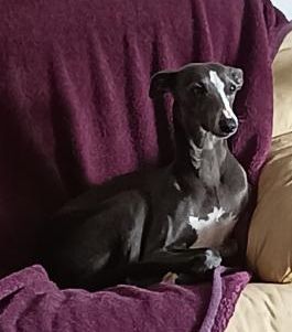 Publication : du bois de Roquelaure Auteur : DU BOIS DE ROQUELAURE