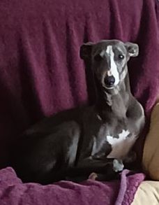 Publication : du bois de Roquelaure Auteur : DU BOIS DE ROQUELAURE