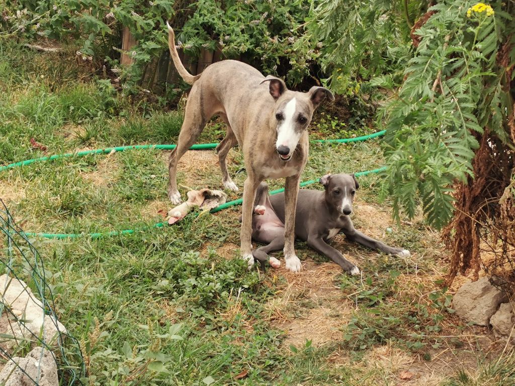 Publication : du bois de Roquelaure Auteur : Du Bois De Roquelaure