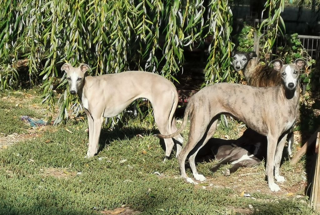 Publication : du bois de Roquelaure Auteur : Du Bois De Roquelaure