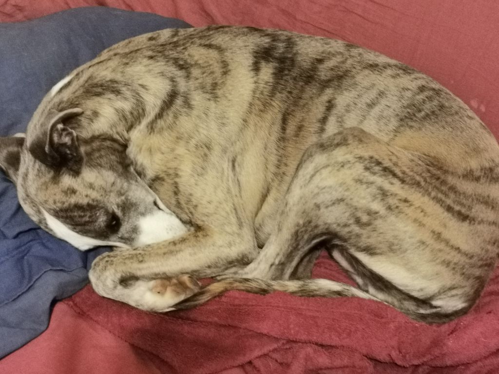 Publication : du bois de Roquelaure Auteur : Du Bois De Roquelaure