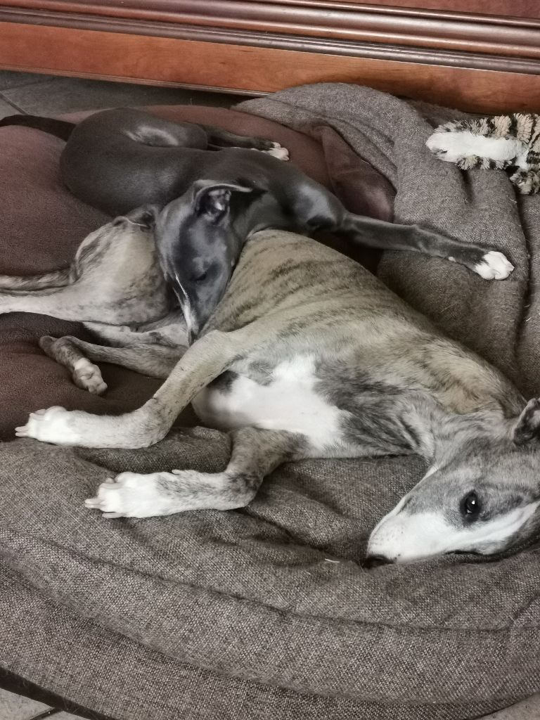 Publication : du bois de Roquelaure Auteur : Du Bois De Roquelaure