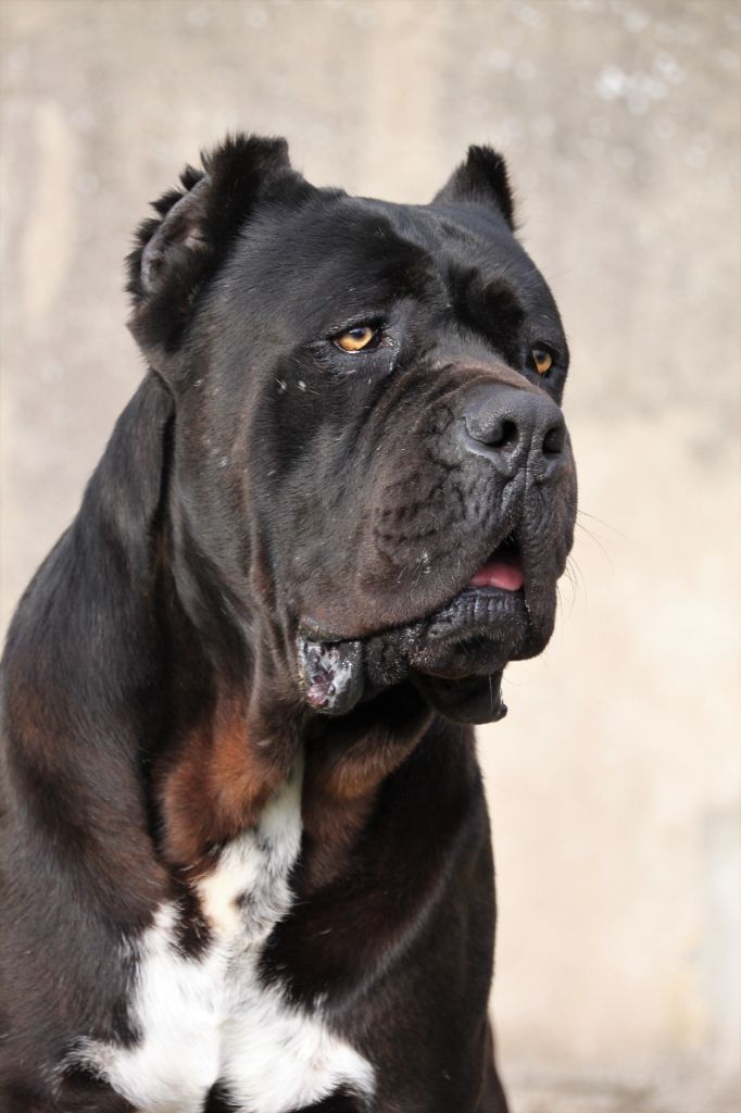 Publication : du domaine des Forts