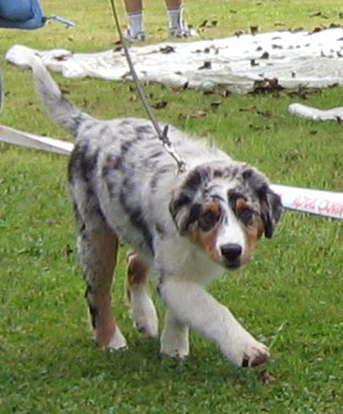 Publication : Bis Malpertuis Auteur : CP