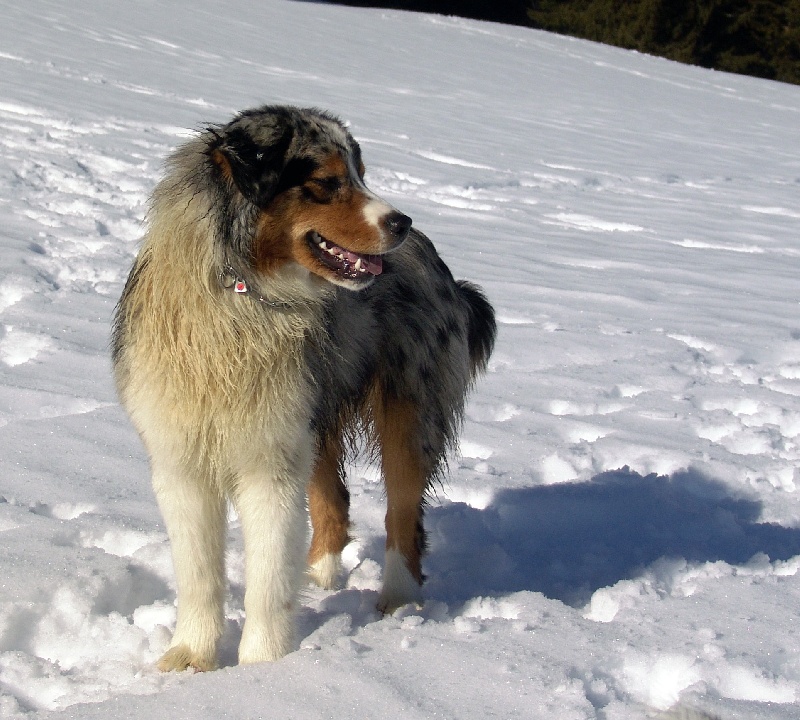 Publication : Bis Malpertuis Auteur : CP